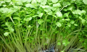 Công dụng chữa bệnh từ cải xoong