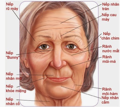 Thông tin và vị trí các nếp nhăn