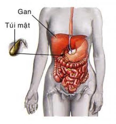 Sỏi túi mật là một trong những nguyên nhân gây đau bụng dau bung do soi tui mat