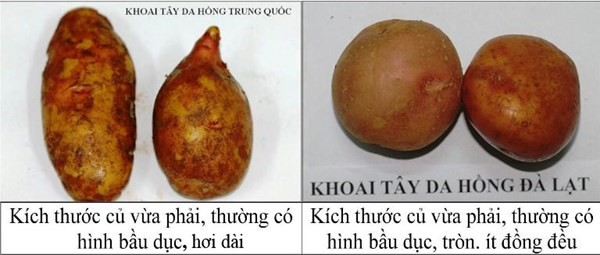 khoai tây trung quốc và đà lạt