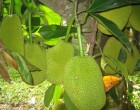 Làm sao để nhận biết mít chín “hảo hạng” do bơm hóa chất?