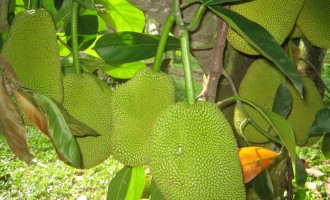Làm sao để nhận biết mít chín “hảo hạng” do bơm hóa chất?