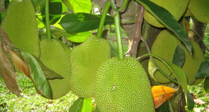 Làm sao để nhận biết mít chín “hảo hạng” do bơm hóa chất?