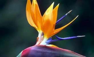 Những loại cây cảnh cực độc không nên để trong nhà