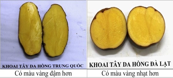 khoai tây trung quốc và đà lạt