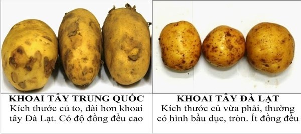 khoai tây trung quốc và đà lạt