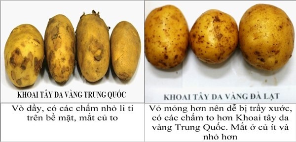 khoai tây trung quốc và đà lạt