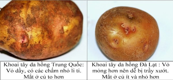 khoai tây trung quốc và đà lạt
