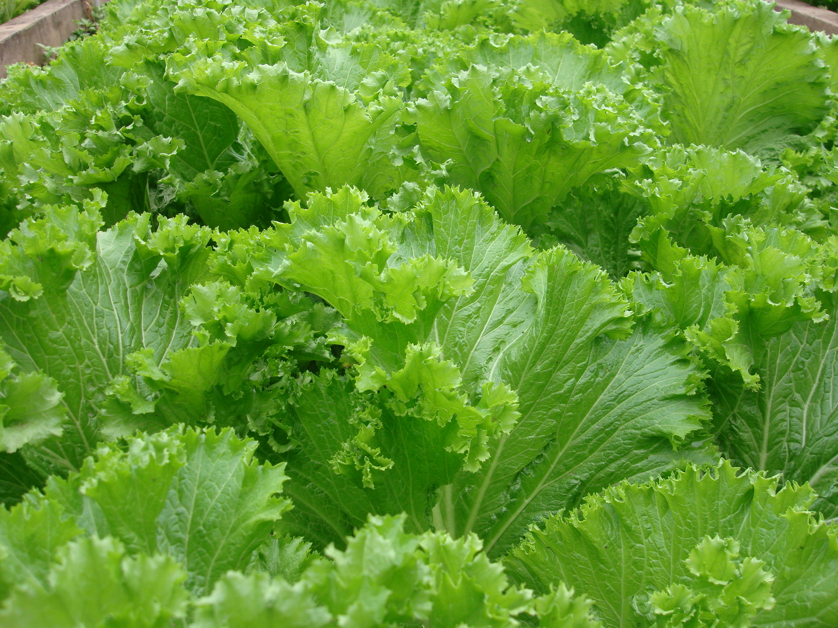rau cai xanh la xoan