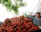 Giá hoa quả rẻ chưa từng thấy, giá hải sản tăng chóng mặt