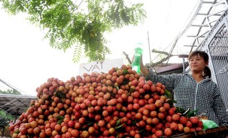 Giá hoa quả rẻ chưa từng thấy, giá hải sản tăng chóng mặt