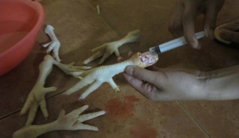 Bơm nước vào chân gà Bơm nước vào chân gà